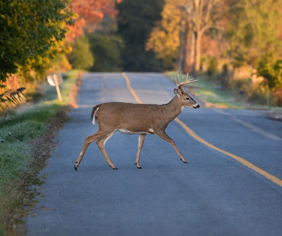A white-tailed buck with large antlers steps across a two-lane paved road lined with autumn trees - www.padgettinsuranceagency.com